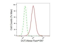 Invitrogen DUT Recombinant Rabbit Monoclonal Antibody (23GB5240), Invitrogen
