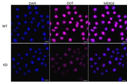Invitrogen DUT Recombinant Rabbit Monoclonal Antibody (23GB5240), Invitrogen