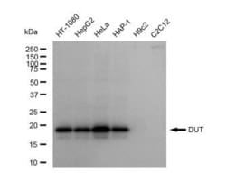 Invitrogen DUT Recombinant Rabbit Monoclonal Antibody (23GB5240), Invitrogen