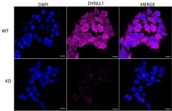 Invitrogen DYNLL1 Recombinant Rabbit Monoclonal Antibody (23GB5245), Invitrogen