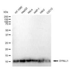 Invitrogen DYNLL1 Recombinant Rabbit Monoclonal Antibody (23GB5245), Invitrogen