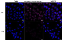Invitrogen EEA1 Recombinant Rabbit Monoclonal Antibody (23GB5260), Invitrogen