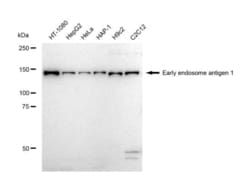 Invitrogen EEA1 Recombinant Rabbit Monoclonal Antibody (23GB5260), Invitrogen