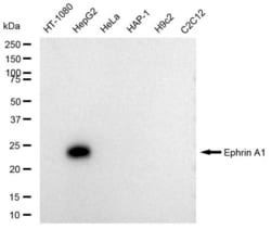 Invitrogen Ephrin A1 Recombinant Rabbit Monoclonal Antibody (23GB5265),