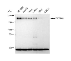 Invitrogen GCN2 Recombinant Rabbit Monoclonal Antibody (23GB5295), Invitrogen