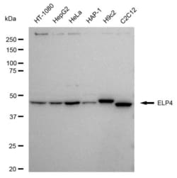 Invitrogen ELP4 Recombinant Rabbit Monoclonal Antibody (23GB5310), Invitrogen