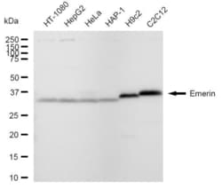 Invitrogen Emerin Recombinant Rabbit Monoclonal Antibody (23GB5320), Invitrogen