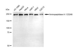 Invitrogen CD249 Recombinant Rabbit Monoclonal Antibody (23GB5325), Invitrogen