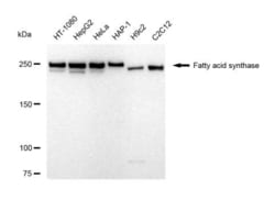 Invitrogen FASN Recombinant Rabbit Monoclonal Antibody (23GB5380), Invitrogen