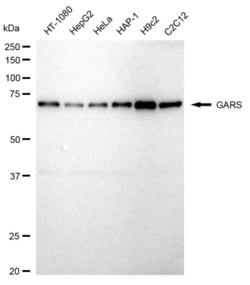 Invitrogen GARS Recombinant Rabbit Monoclonal Antibody (23GB5515), Invitrogen