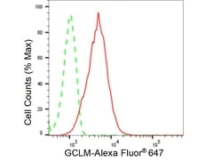 Invitrogen GCLM Recombinant Rabbit Monoclonal Antibody (23GB5535), Invitrogen