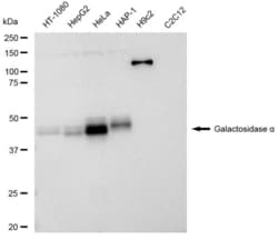 Invitrogen&trade;&nbsp;alpha Galactosidase Recombinant Rabbit Monoclonal Antibody (23GB5545)