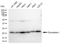 Invitrogen&trade;&nbsp;GLO1 Recombinant Rabbit Monoclonal Antibody (23GB5555)