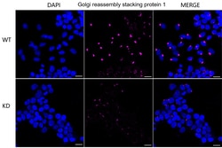 Invitrogen GRASP65 Recombinant Rabbit Monoclonal Antibody (23GB5580), Invitrogen