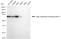 Invitrogen GRASP65 Recombinant Rabbit Monoclonal Antibody (23GB5580), Invitrogen