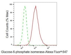 Invitrogen GPI Recombinant Rabbit Monoclonal Antibody (23GB5595), Invitrogen