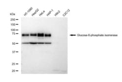 Invitrogen GPI Recombinant Rabbit Monoclonal Antibody (23GB5595), Invitrogen
