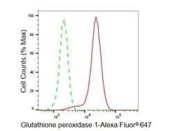 Invitrogen GPX1 Recombinant Rabbit Monoclonal Antibody (23GB5600), Invitrogen