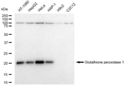 Invitrogen GPX1 Recombinant Rabbit Monoclonal Antibody (23GB5600), Invitrogen