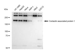 Invitrogen CNTNAP1 Recombinant Rabbit Monoclonal Antibody (23GB5605), Invitrogen