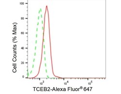 Invitrogen TCEB2 Recombinant Rabbit Monoclonal Antibody (23GB5610), Invitrogen