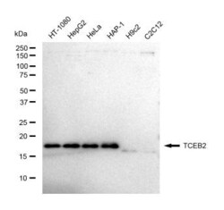 Invitrogen TCEB2 Recombinant Rabbit Monoclonal Antibody (23GB5610), Invitrogen