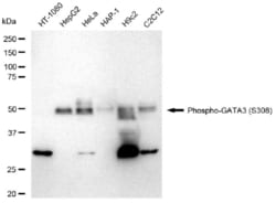 Invitrogen Phospho-GATA3 (Ser308) Recombinant Rabbit Monoclonal Antibody
