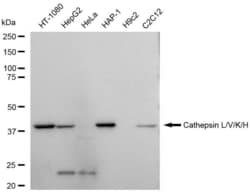 Invitrogen Cathepsin H/K/L/V Recombinant Rabbit Monoclonal Antibody (23GB5780),