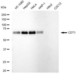 Invitrogen CDT1 Recombinant Rabbit Monoclonal Antibody (23GB5790), Invitrogen