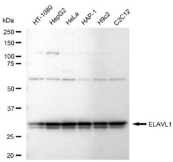 Invitrogen HuR Recombinant Rabbit Monoclonal Antibody (23GB5815), Invitrogen
