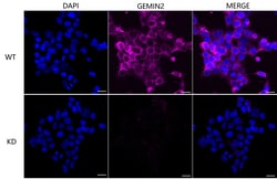Invitrogen Gemin 2 Recombinant Rabbit Monoclonal Antibody (23GB5835), Invitrogen