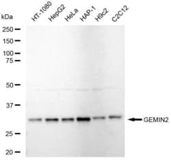 Invitrogen Gemin 2 Recombinant Rabbit Monoclonal Antibody (23GB5835), Invitrogen