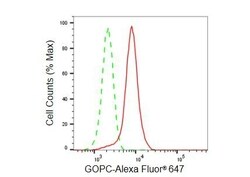 Invitrogen PIST Recombinant Rabbit Monoclonal Antibody (23GB5870):Antibodies:Primary