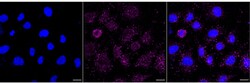 Invitrogen PIST Recombinant Rabbit Monoclonal Antibody (23GB5870):Antibodies:Primary