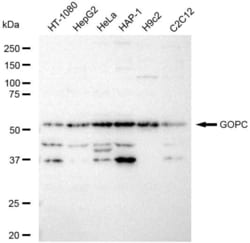 Invitrogen&trade;&nbsp;PIST Recombinant Rabbit Monoclonal Antibody (23GB5870)