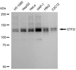 Invitrogen GTF2I Recombinant Rabbit Monoclonal Antibody (23GB5950), Invitrogen