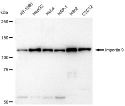 Invitrogen Importin 9 Recombinant Rabbit Monoclonal Antibody (23GB5990),