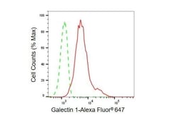 Invitrogen Galectin 1 Recombinant Rabbit Monoclonal Antibody (23GB6025),
