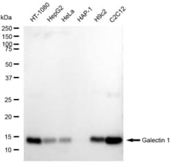 Invitrogen Galectin 1 Recombinant Rabbit Monoclonal Antibody (23GB6025),