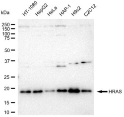 Invitrogen H-Ras Recombinant Rabbit Monoclonal Antibody (23GB6035), Invitrogen