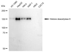 Invitrogen HDAC6 Recombinant Rabbit Monoclonal Antibody (23GB6170), Invitrogen
