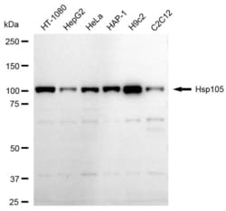 Invitrogen HSP105 Recombinant Rabbit Monoclonal Antibody (23GB6190), Invitrogen