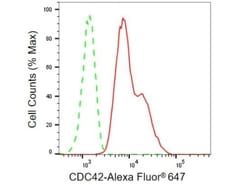 Invitrogen Cdc42 Recombinant Rabbit Monoclonal Antibody (23GB1025), Invitrogen