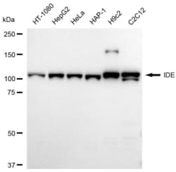 Invitrogen IDE Recombinant Rabbit Monoclonal Antibody (23GB6210), Invitrogen