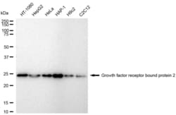 Invitrogen GRB2 Recombinant Rabbit Monoclonal Antibody (23GB6275), Invitrogen