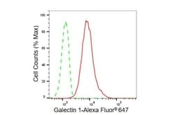 Invitrogen Galectin 1 Recombinant Rabbit Monoclonal Antibody (23GB6280) 20 &mu;L | Buy Online | Invitrogen&trade; | Fisher Scientific