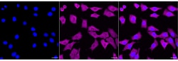 Invitrogen Galectin 1 Recombinant Rabbit Monoclonal Antibody (23GB6280) 20 &mu;L | Buy Online | Invitrogen&trade; | Fisher Scientific
