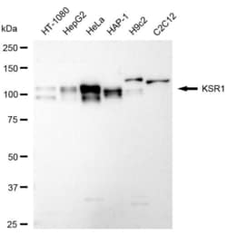 Invitrogen KSR1 Recombinant Rabbit Monoclonal Antibody (23GB6290), Invitrogen