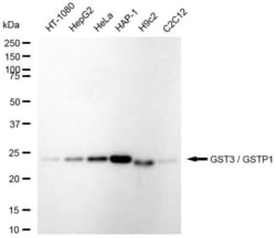 Invitrogen GSTP1 Recombinant Rabbit Monoclonal Antibody (23GB6420), Invitrogen
