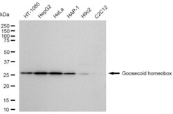 Invitrogen GSC Recombinant Rabbit Monoclonal Antibody (23GB6470), Invitrogen